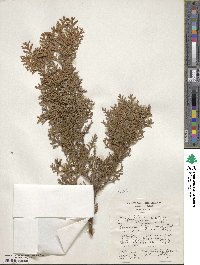 Chamaecyparis lawsoniana var. stewartii image