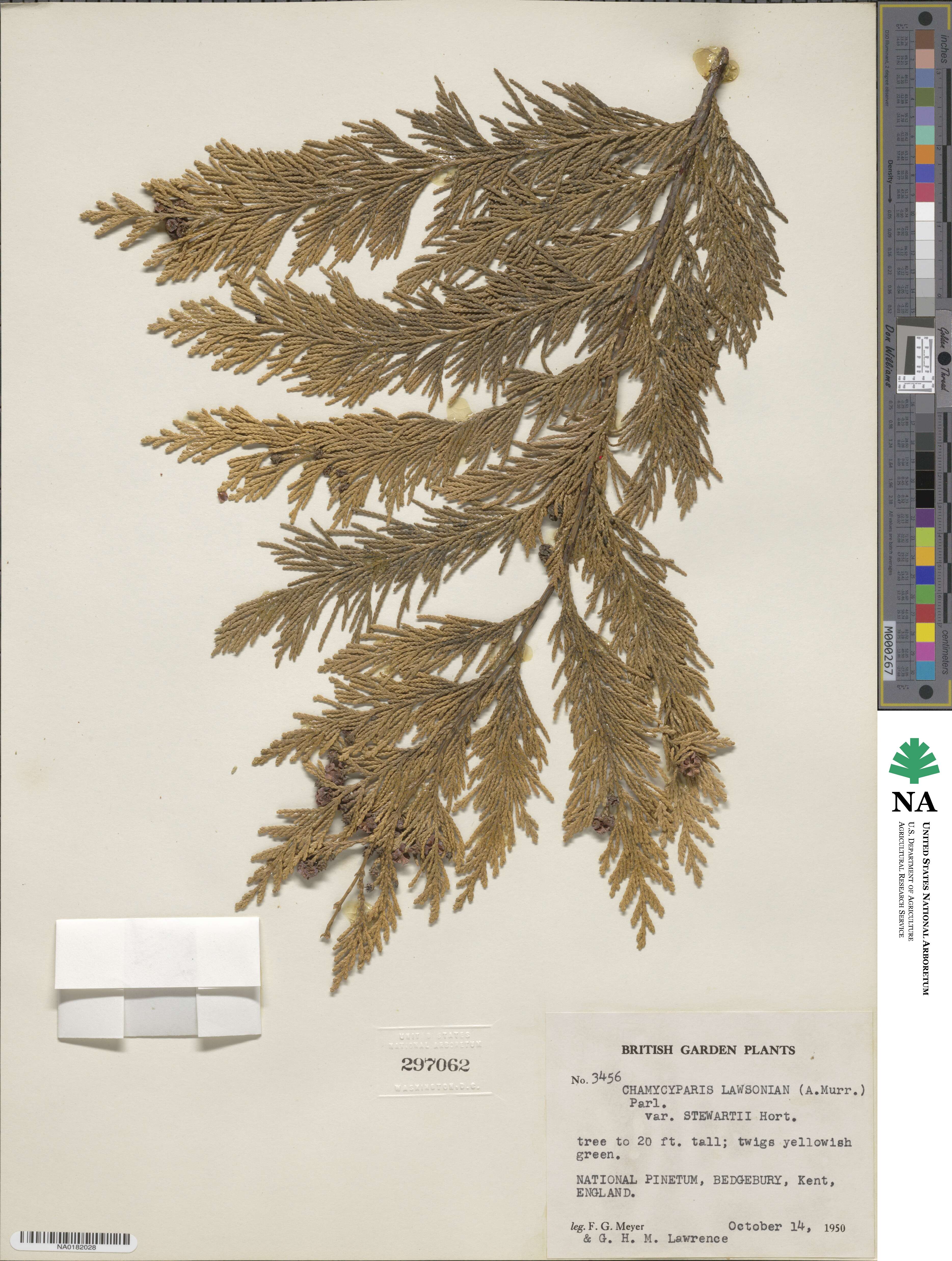 Chamaecyparis lawsoniana var. stewartii image