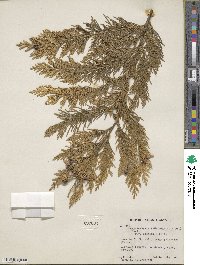 Chamaecyparis lawsoniana image