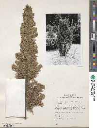 Chamaecyparis lawsoniana image