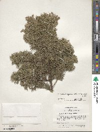 Chamaecyparis obtusa image