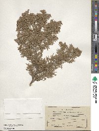 Chamaecyparis obtusa image