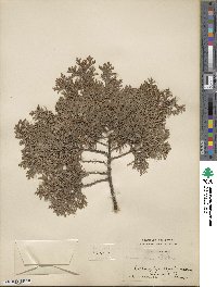 Chamaecyparis obtusa image