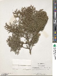 Chamaecyparis obtusa image