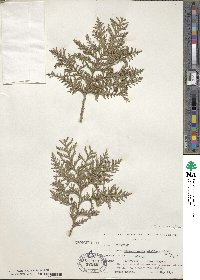 Chamaecyparis pisifera image