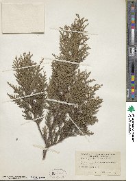 Chamaecyparis pisifera image