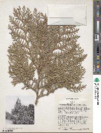 Chamaecyparis pisifera image