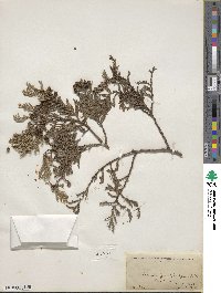 Chamaecyparis pisifera image