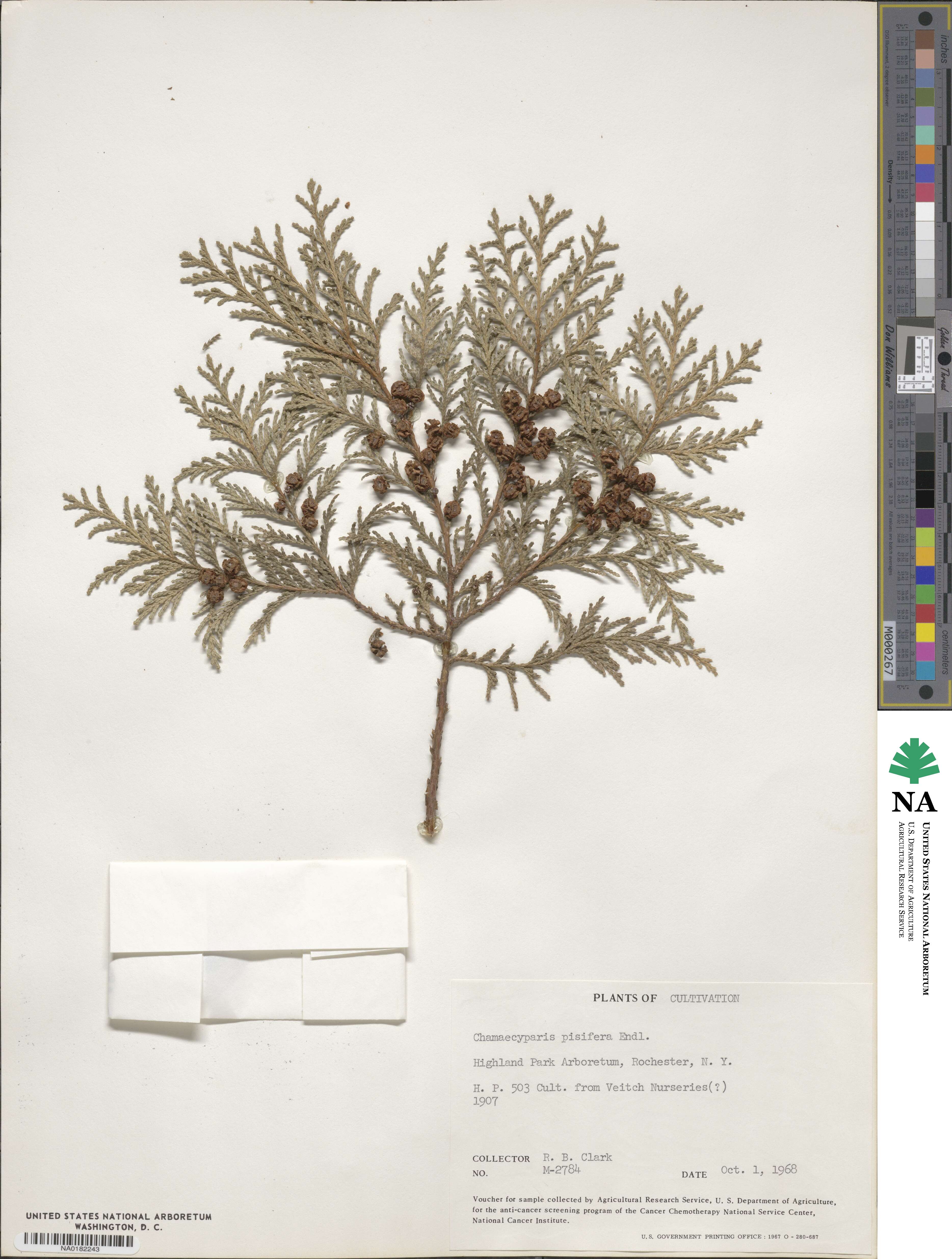 Chamaecyparis pisifera image