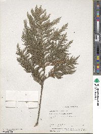 Chamaecyparis pisifera image