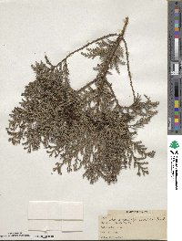 Chamaecyparis pisifera image