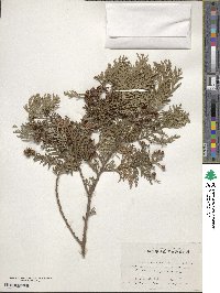 Chamaecyparis pisifera image