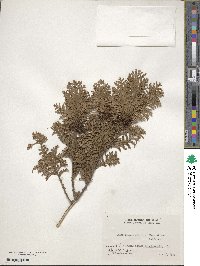 Chamaecyparis pisifera image