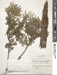 Chamaecyparis pisifera image