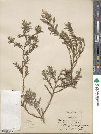 Chamaecyparis pisifera image