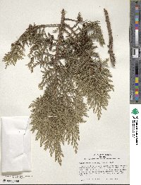 Chamaecyparis pisifera image