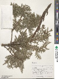 Chamaecyparis pisifera image