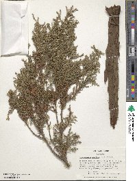 Chamaecyparis pisifera image