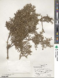 Chamaecyparis pisifera image