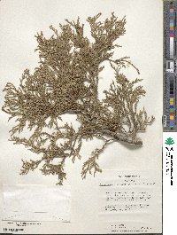 Chamaecyparis pisifera image