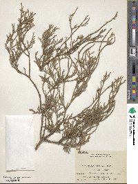 Chamaecyparis pisifera image