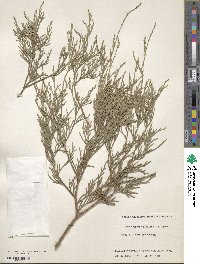 Chamaecyparis pisifera image