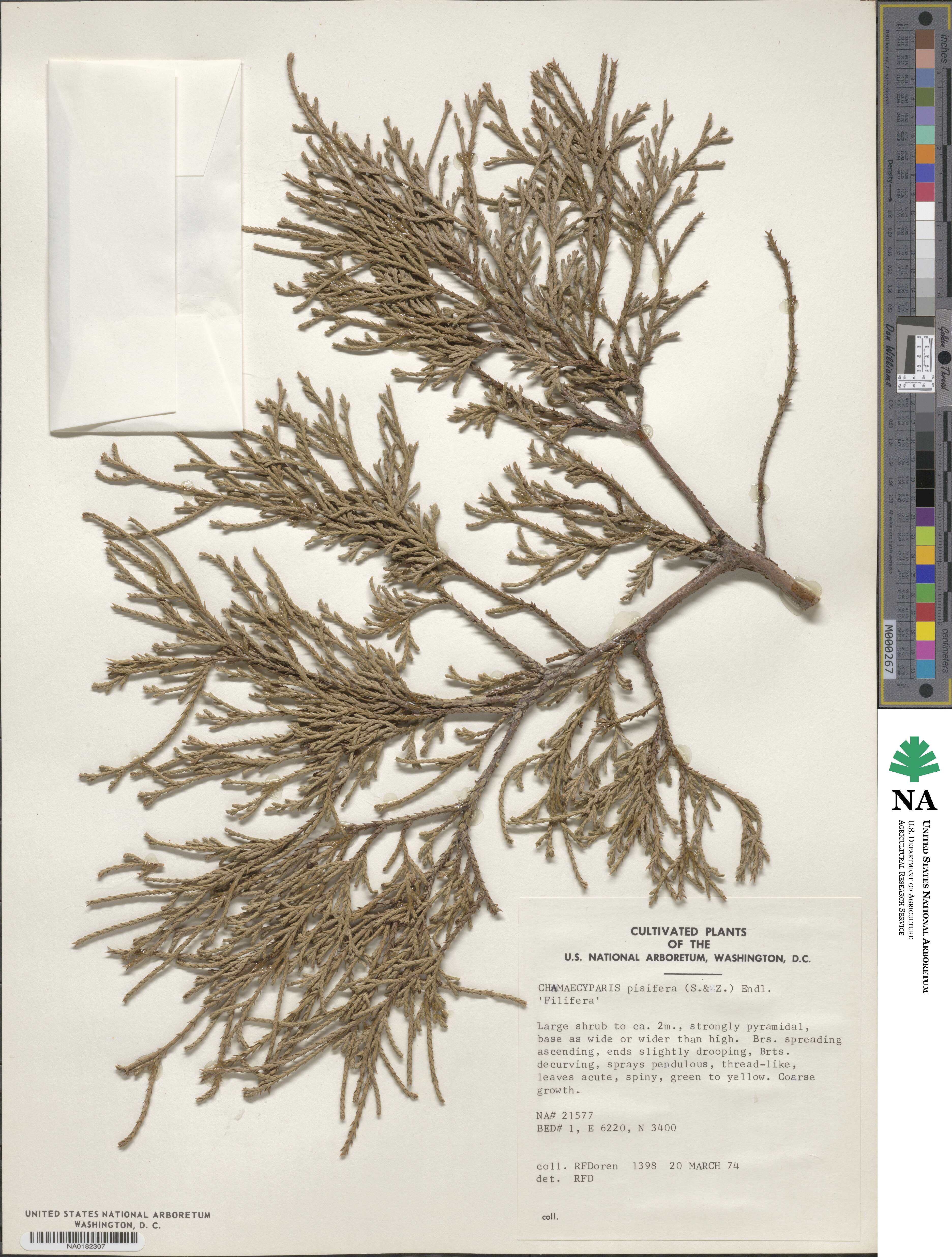 Chamaecyparis pisifera var. filifera image