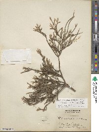 Chamaecyparis pisifera image