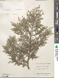 Chamaecyparis pisifera image