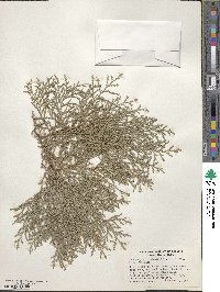 Chamaecyparis pisifera image