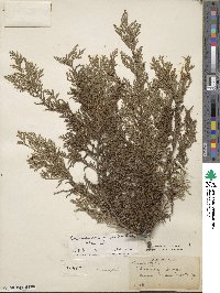 Chamaecyparis pisifera image