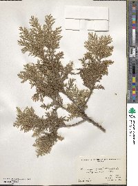 Chamaecyparis pisifera image