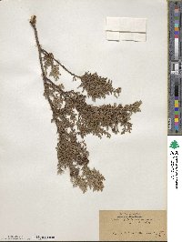 Chamaecyparis pisifera image