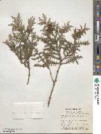 Chamaecyparis pisifera image