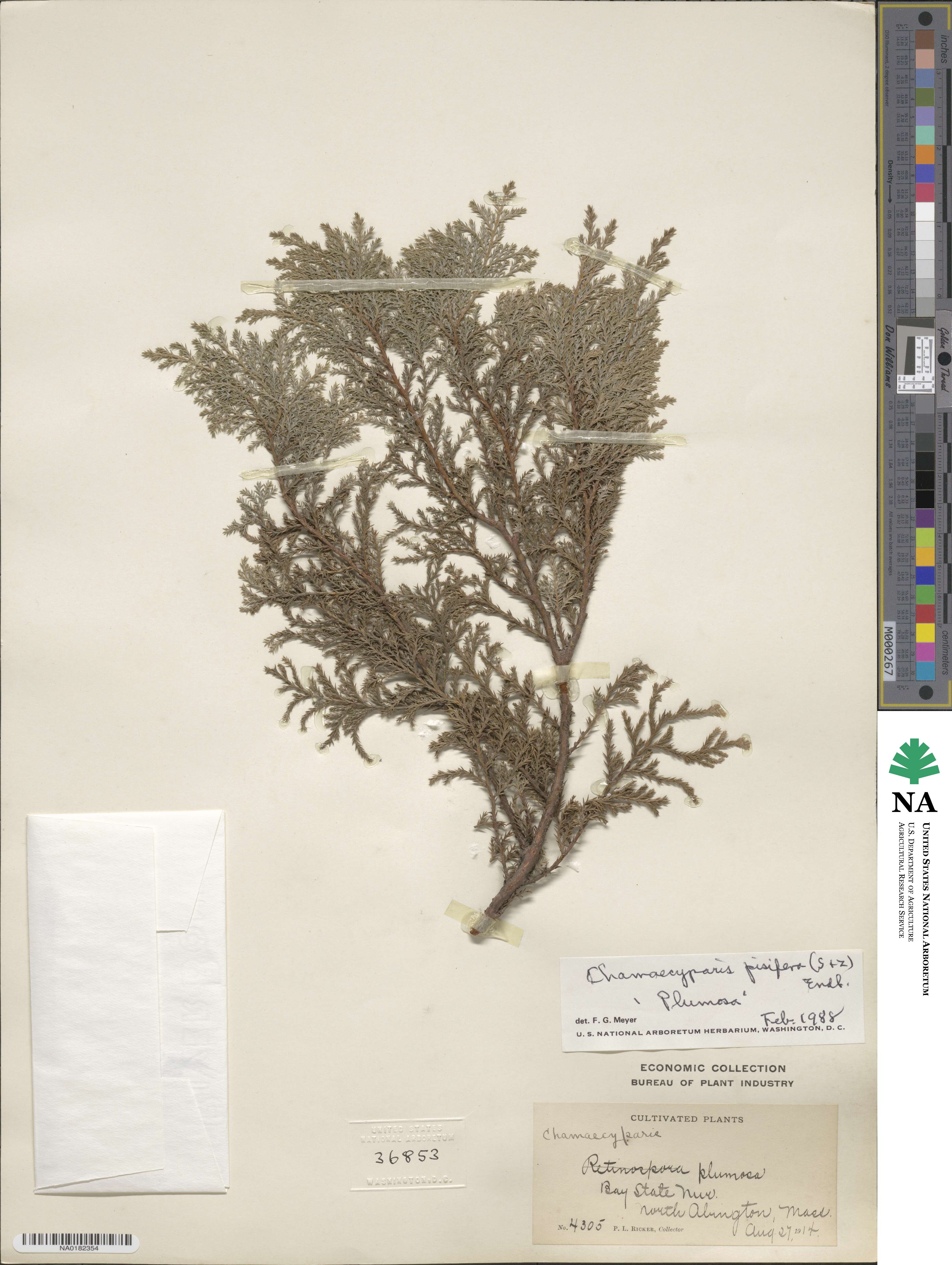 Chamaecyparis pisifera image