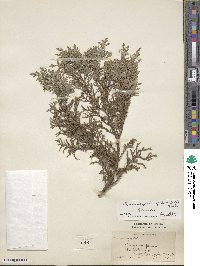 Chamaecyparis pisifera image