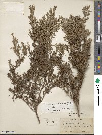 Chamaecyparis pisifera image