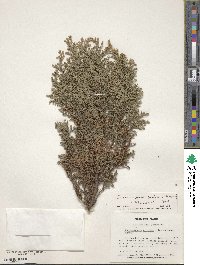 Chamaecyparis pisifera image