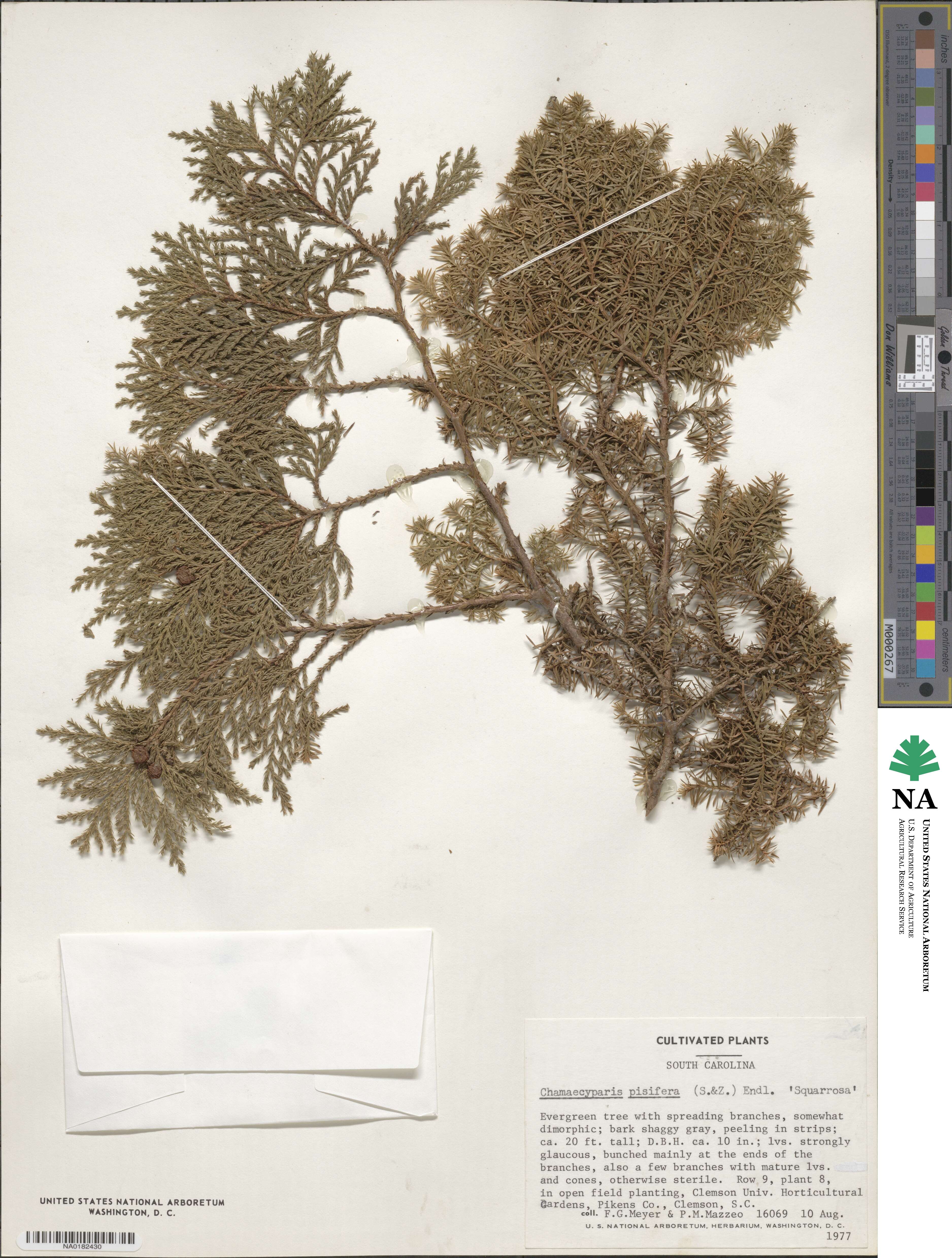 Chamaecyparis squarrosa image