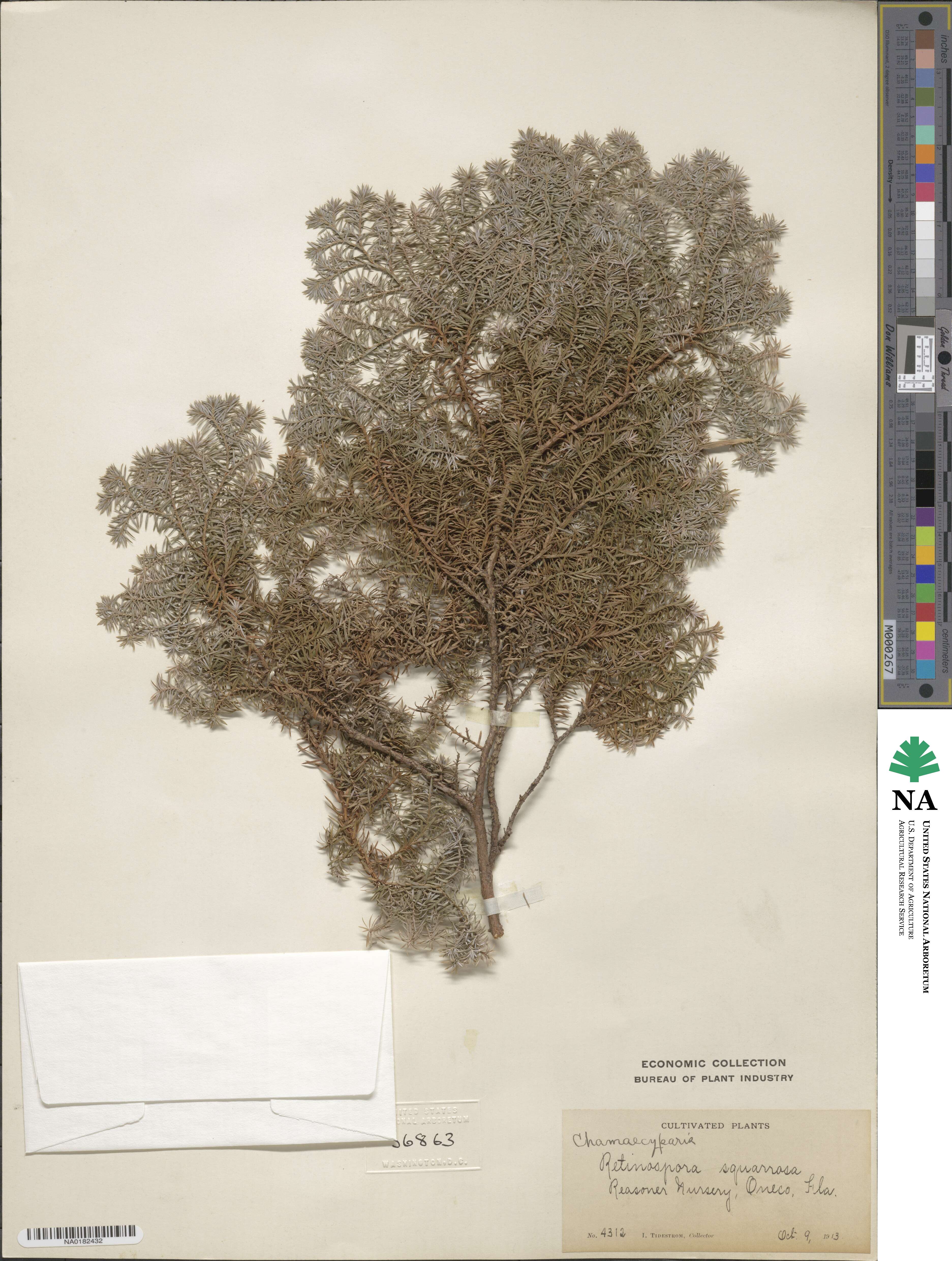 Chamaecyparis squarrosa image