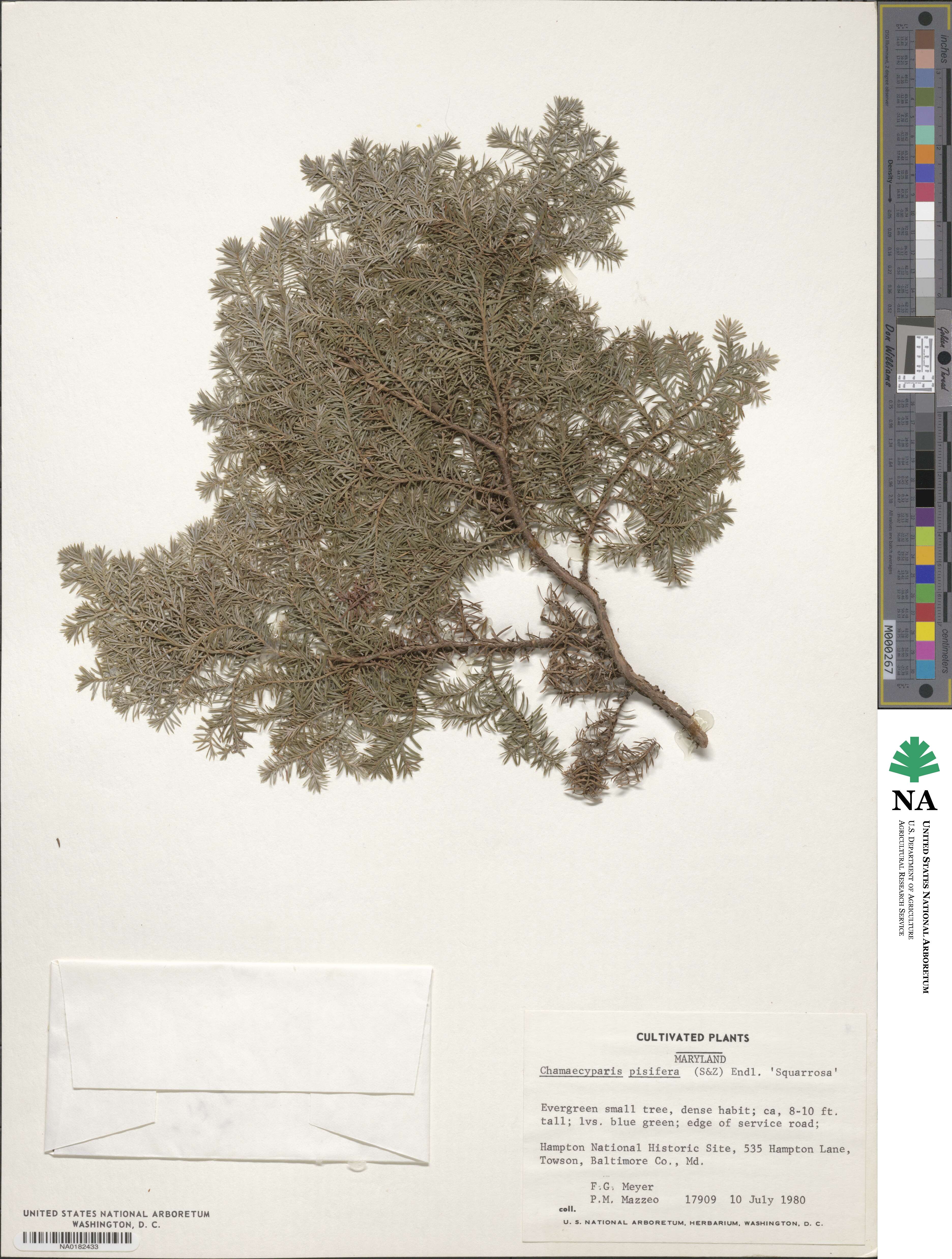 Chamaecyparis squarrosa image