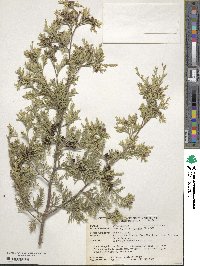 Chamaecyparis thyoides image