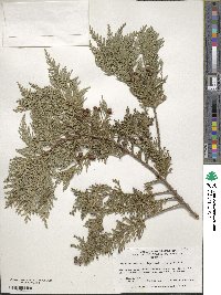 Chamaecyparis thyoides image