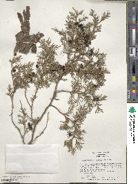 Chamaecyparis thyoides image