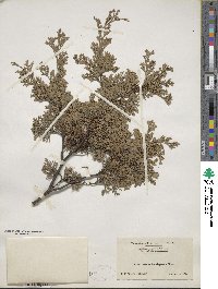 Chamaecyparis thyoides image