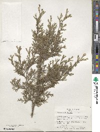 Chamaecyparis thyoides image