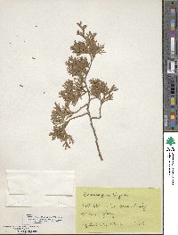 Chamaecyparis thyoides image