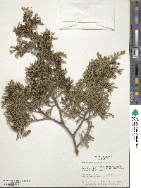 Chamaecyparis thyoides image