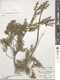 Chamaecyparis thyoides image