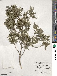 Chamaecyparis thyoides image